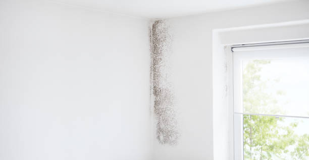 Best Mold Prevention Services  in Grand Rapids, MI