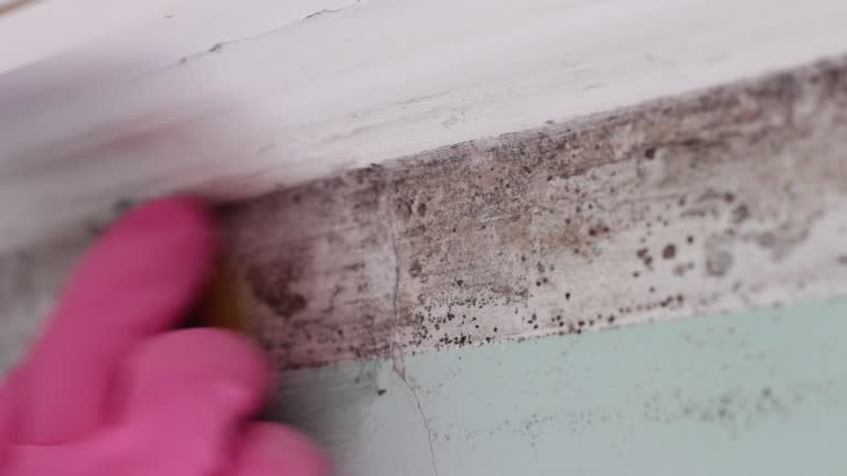Best Industrial Mold Remediation  in Grand Rapids, MI